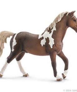 Trakehner konj,pastuv