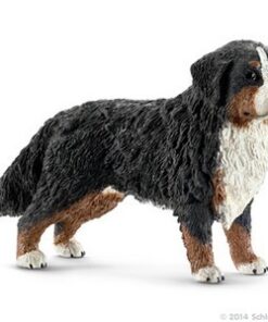 Bernski planinski pas,mužijak