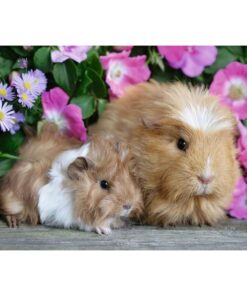 Alternative view of Ravensburger puzzle (slagalice) - Vreme je za maženje