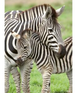 Alternative view of Ravensburger puzzle (slagalice) - Zaljubljene zebre